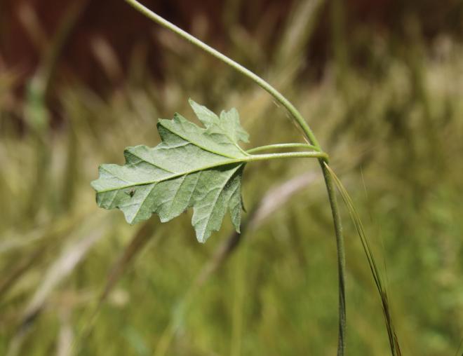 Convolvulus fatmensis leaf