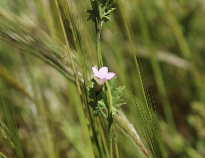 Convolvulus fatmensis flower
