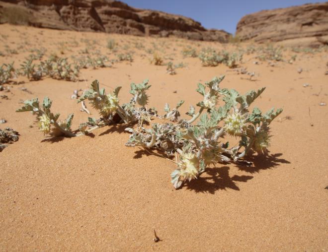 Whole plant