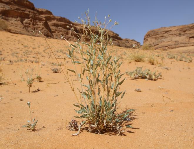 Whole plant