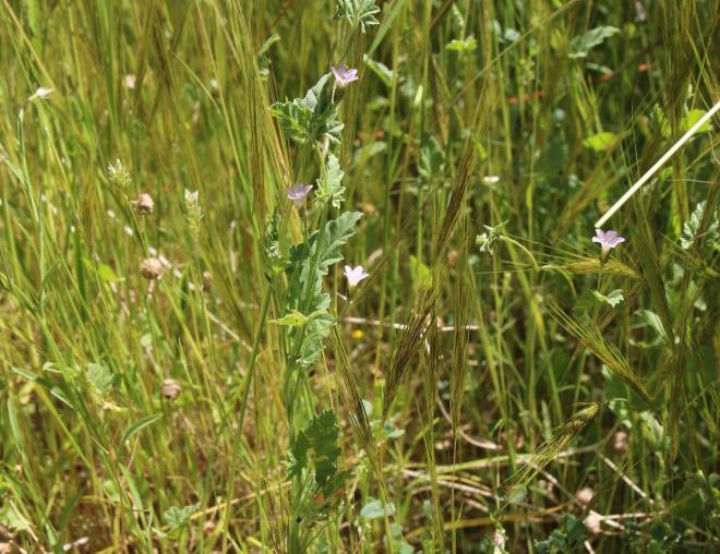 Whole plant