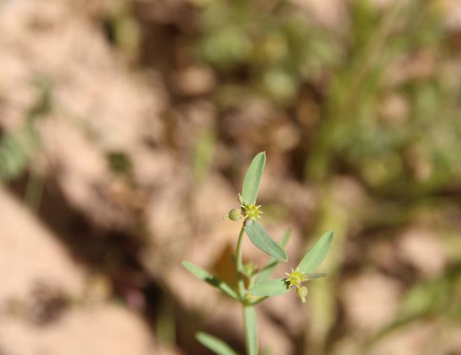 Euphorbia dracunculoides fruit/flower