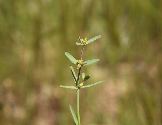 Euphorbia dracunculoides flowers and leaves