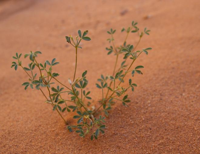 Whole plant