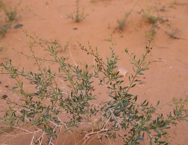 Scrophularia hypericifolia leaves