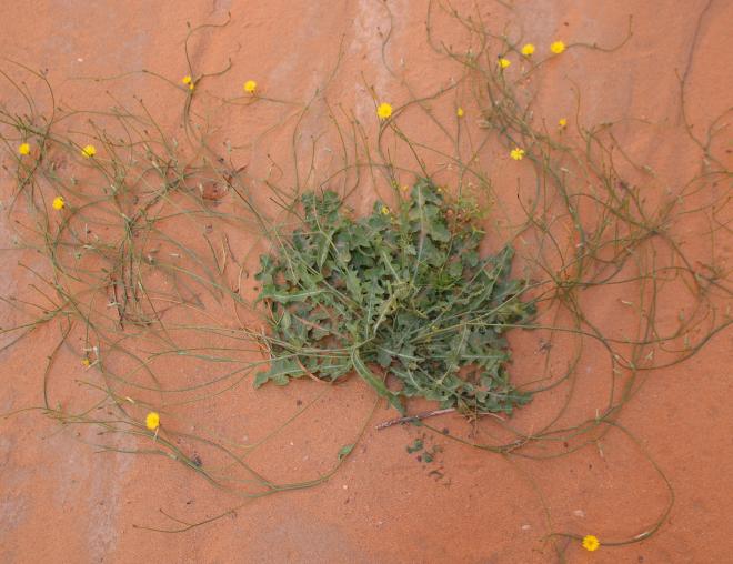 Whole plant