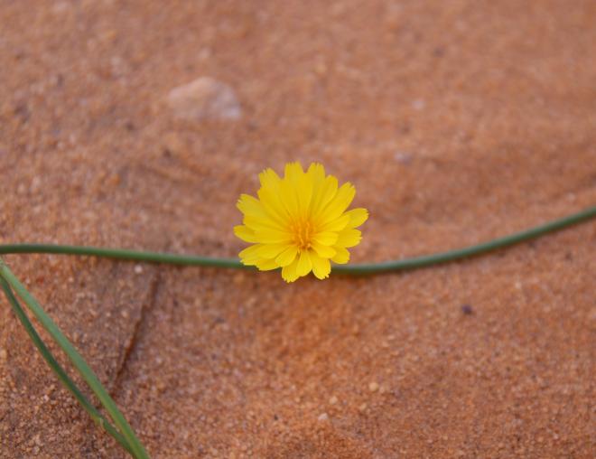 Launaea nudicaulis flowers