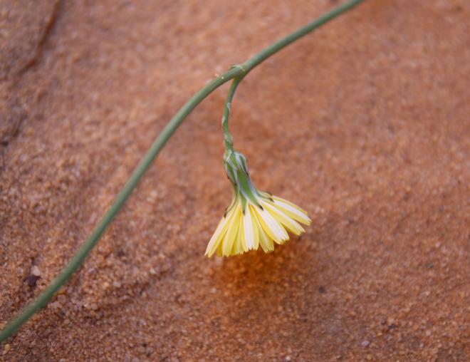 Launaea nudicaulis flowers