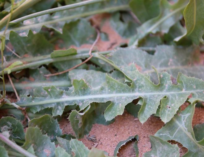 Launaea nudicaulis leaves