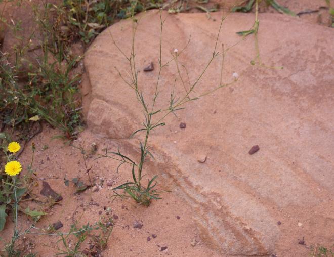 Whole plant