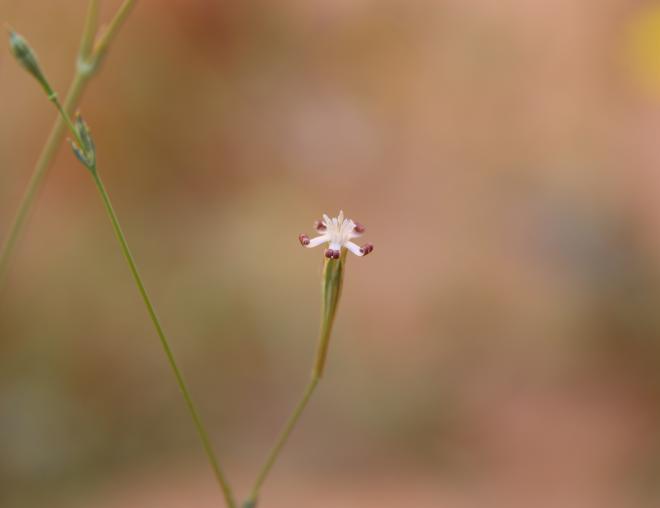 Silene linearis flower