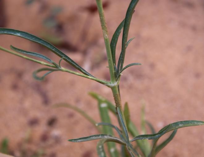 Silene linearis leaves