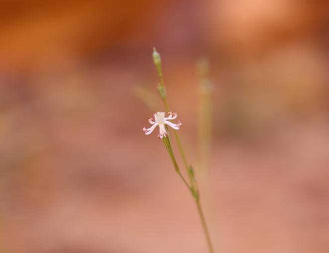 Silene linearis flower