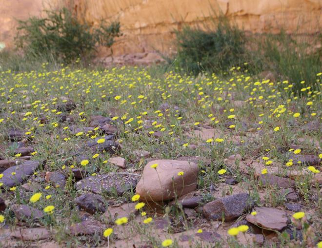 Whole plant