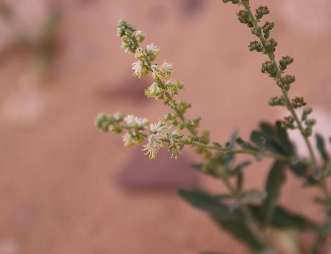 Caylusea hexagyna flowers