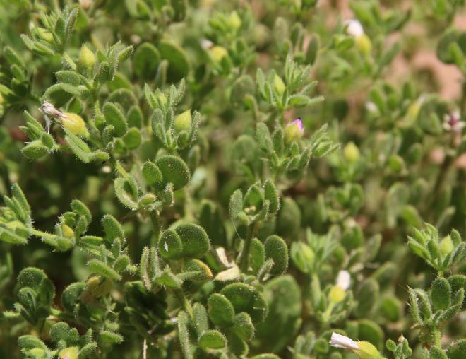 Zygophyllum molle leaves