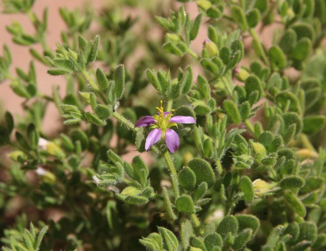 Zygophyllum molle flower