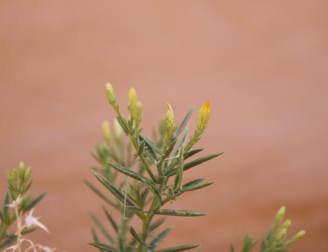 Iphiona scabra flowers