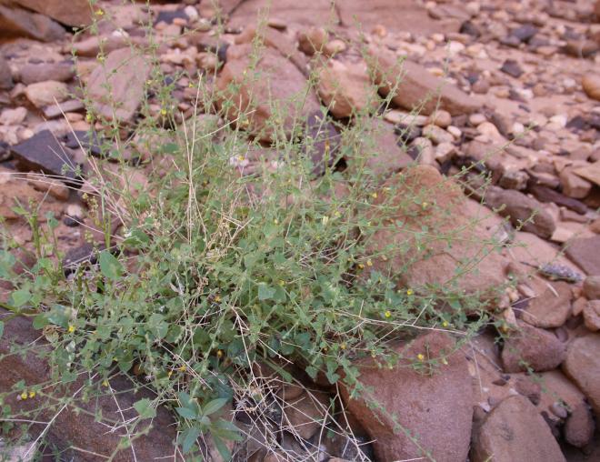 Whole plant