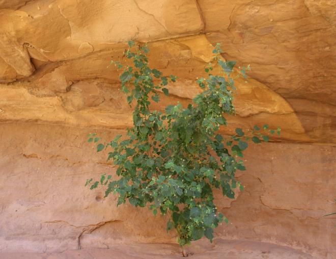 Whole plant