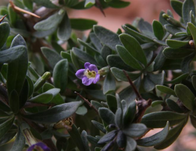 Lycium shawii flower