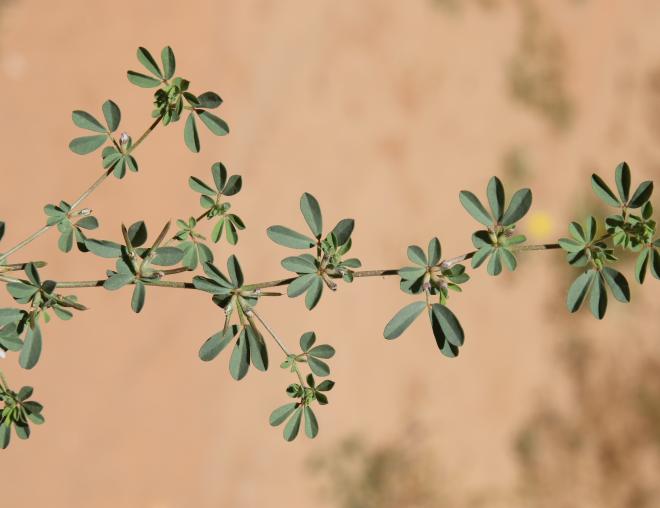 Lotus glinoides stem