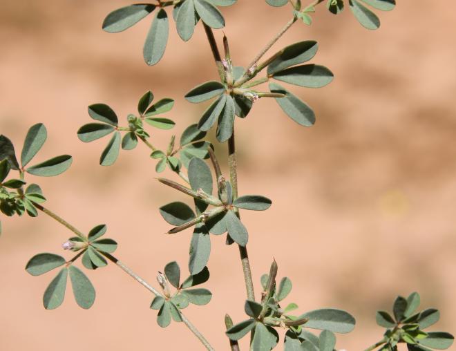 Lotus glinoides leaves and fruits