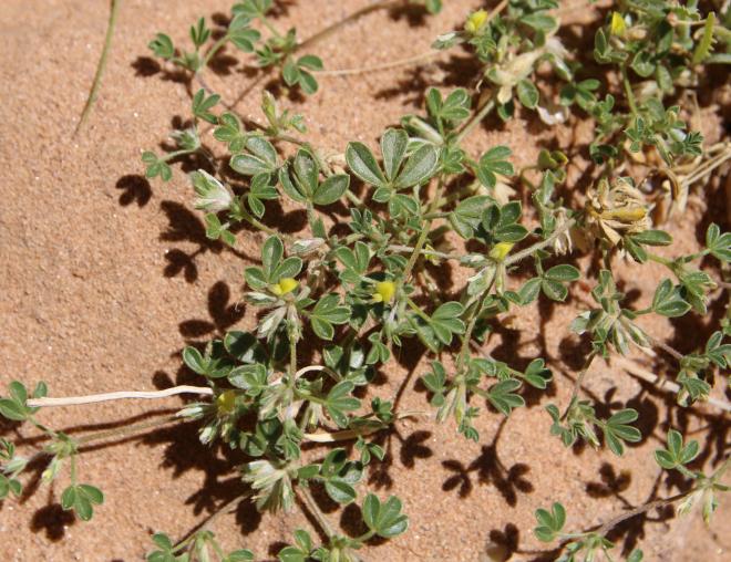 Whole plant