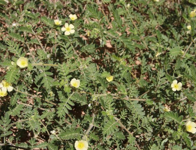 Whole plant