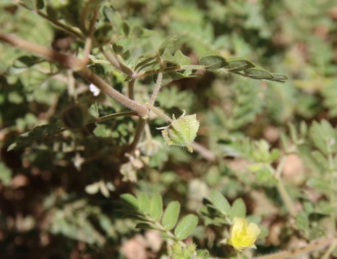 Tribulus macropterus fruit