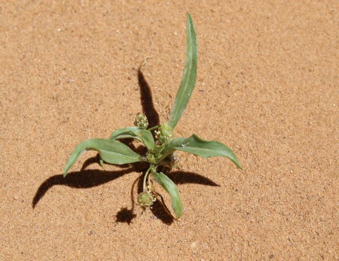 Whole plant