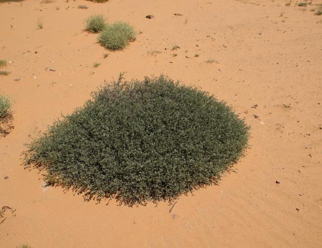 Whole plant