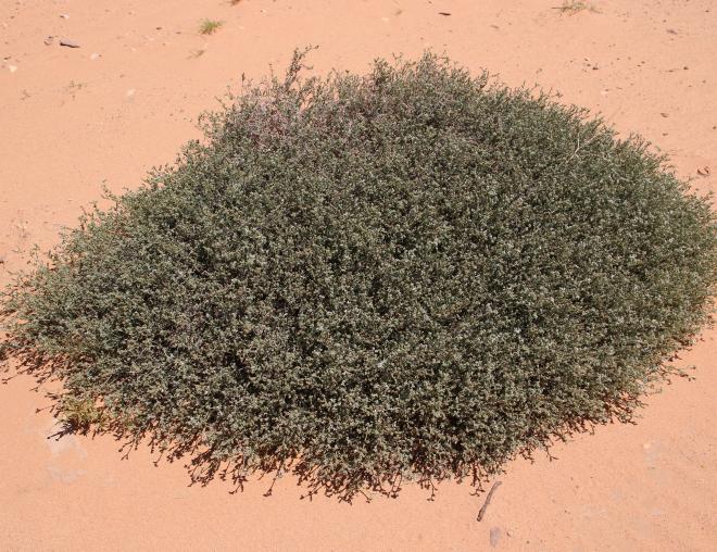 Whole plant