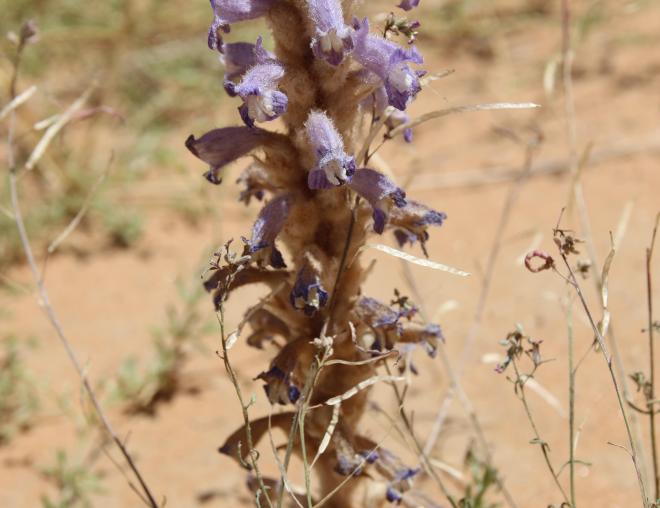Whole plant