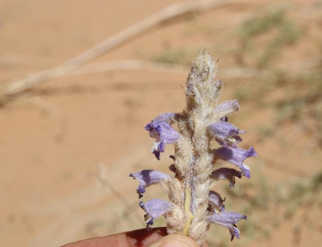 Whole plant