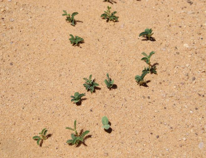 Vachellia gerrardi seeflings
