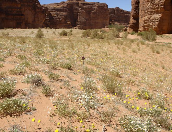 Allium atroviolaceum its immediate surroundings on a sand dune