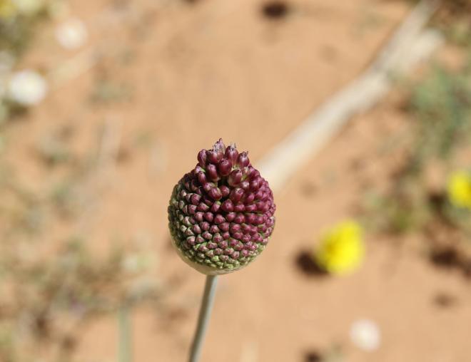 Flowers of Allium atroviolaceum