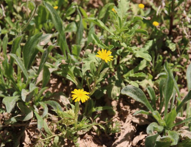 Whole plant and flowers