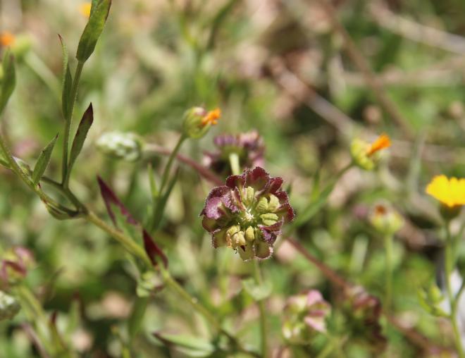 Calendula tripterocarpa fruit
