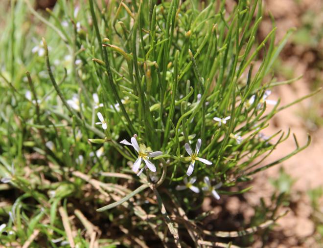 Whole plant