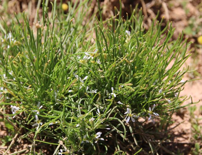Whole plant
