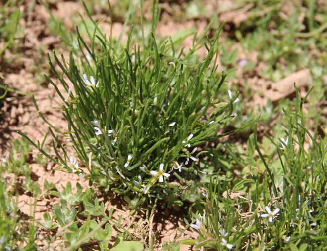 Whole plant