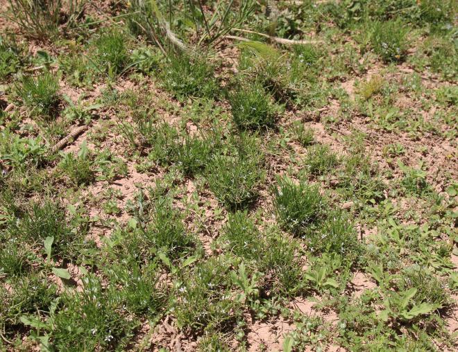 Whole plant