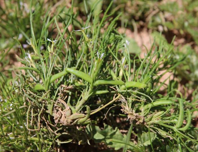 Leptaleum filifolium fruits