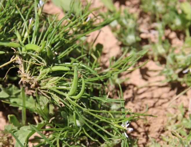 Leptaleum filifolium fruits