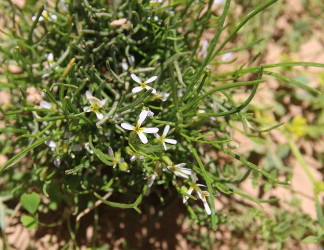 Whole plant
