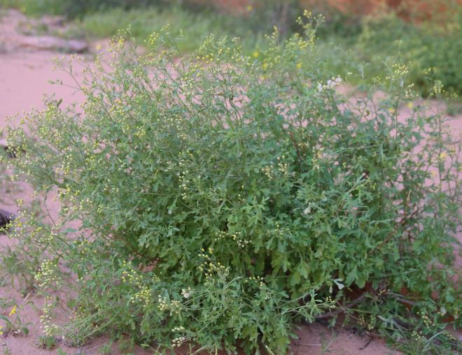 Whole plant