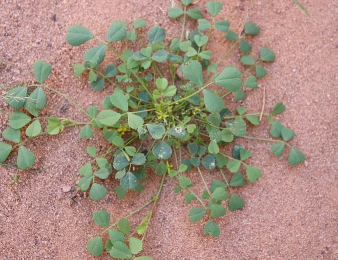 Whole plant