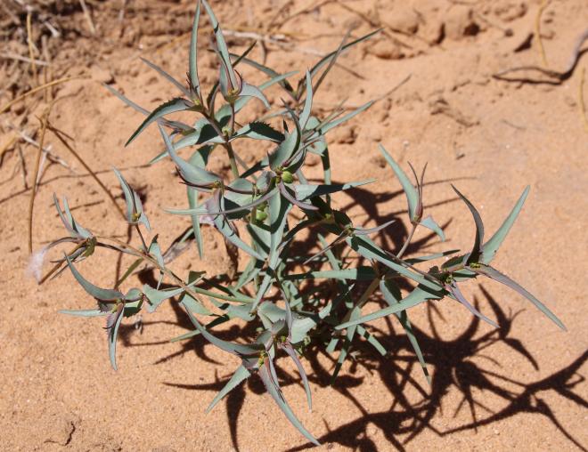 Whole plant